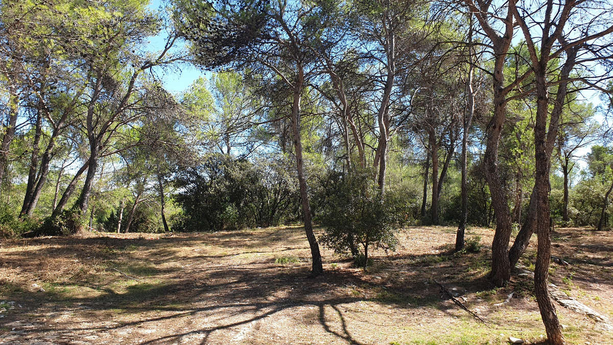 Terrain à SAINT-CLEMENT-DE-RIVIERE