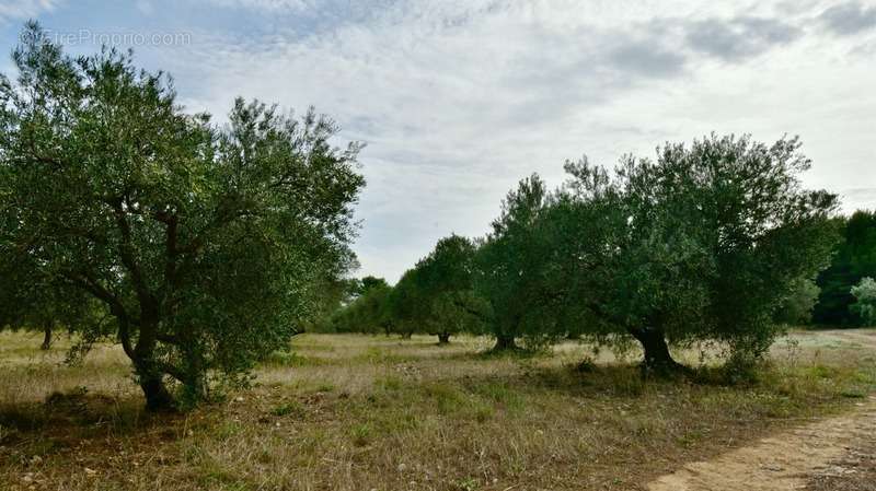 Terrain à FONTVIEILLE