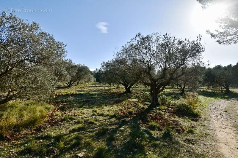 Terrain à FONTVIEILLE