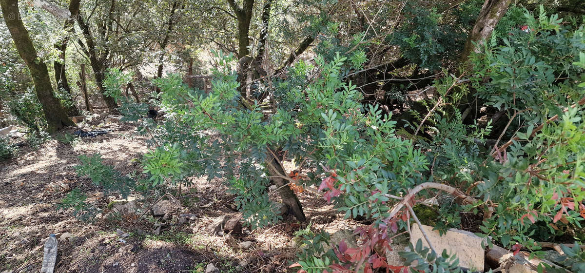 Terrain à FOCE