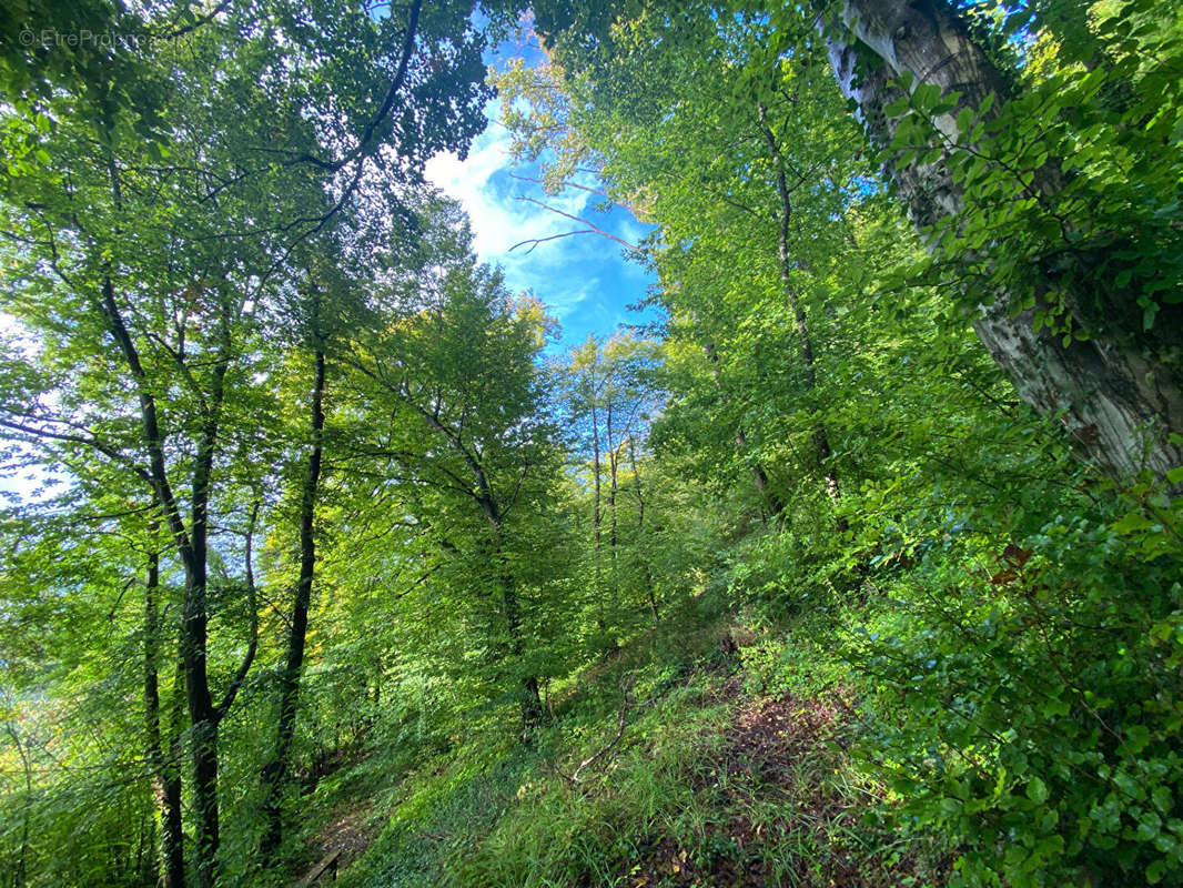 Terrain à GRAVIGNY