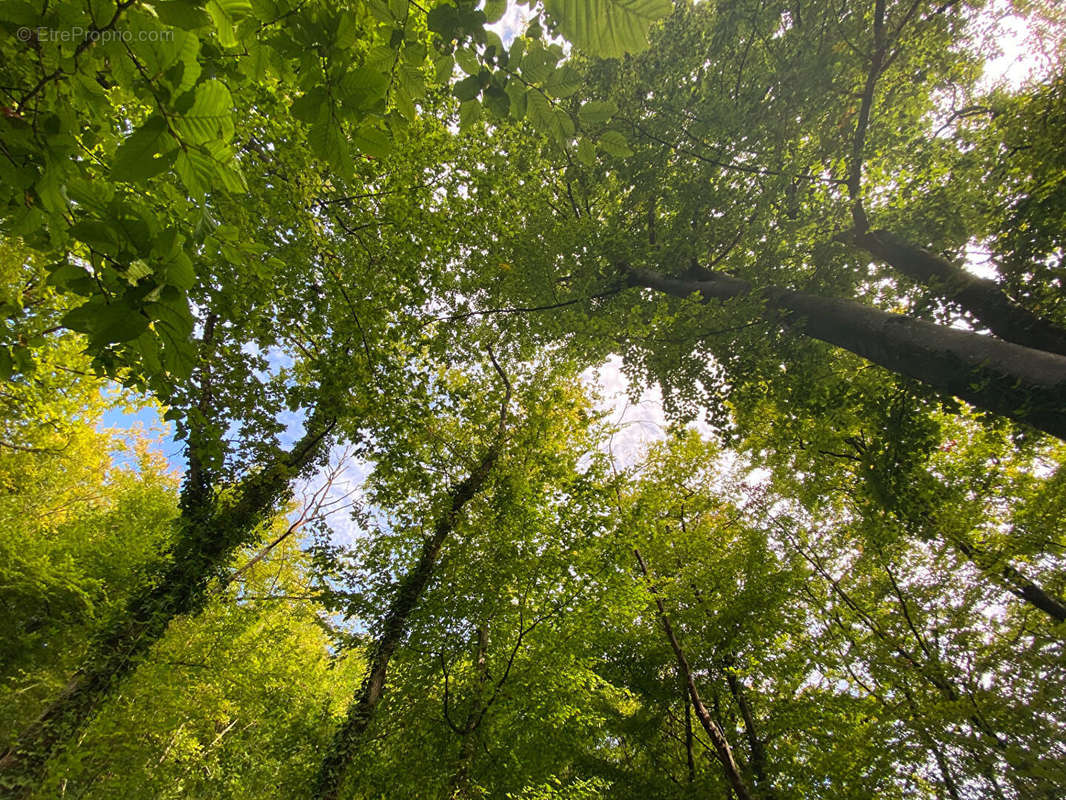 Terrain à GRAVIGNY