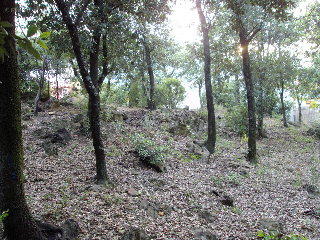 Terrain à AMELIE-LES-BAINS-PALALDA