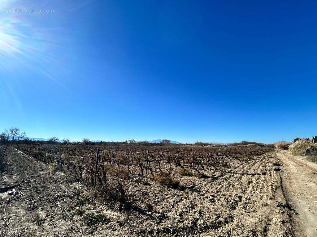 Terrain à TORREILLES