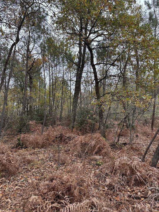 Terrain à SAINT-GERMAIN-D&#039;ESTEUIL