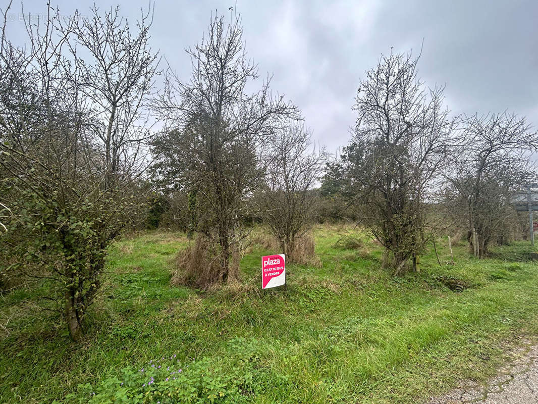 Terrain à COURCELLES-SUR-NIED