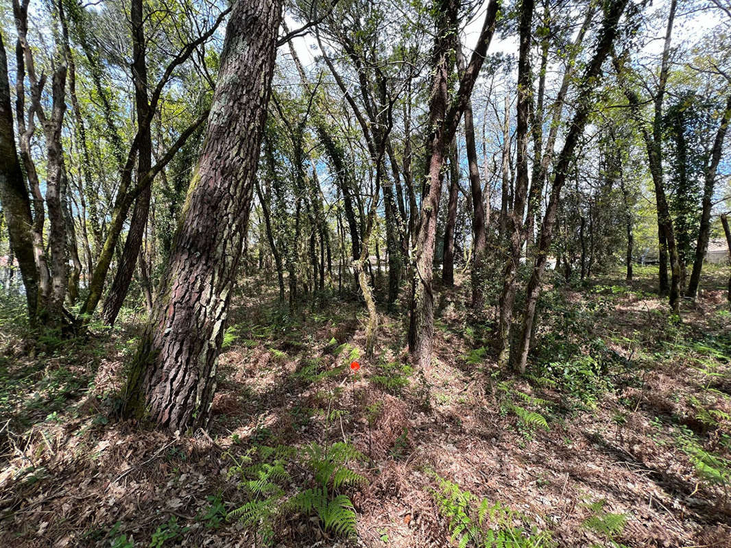 Terrain à LA TREMBLADE