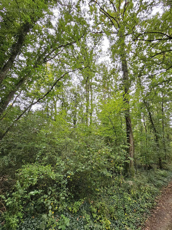 Terrain à PONT-SUR-YONNE