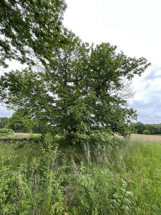 Terrain à SOUDAINE-LAVINADIERE