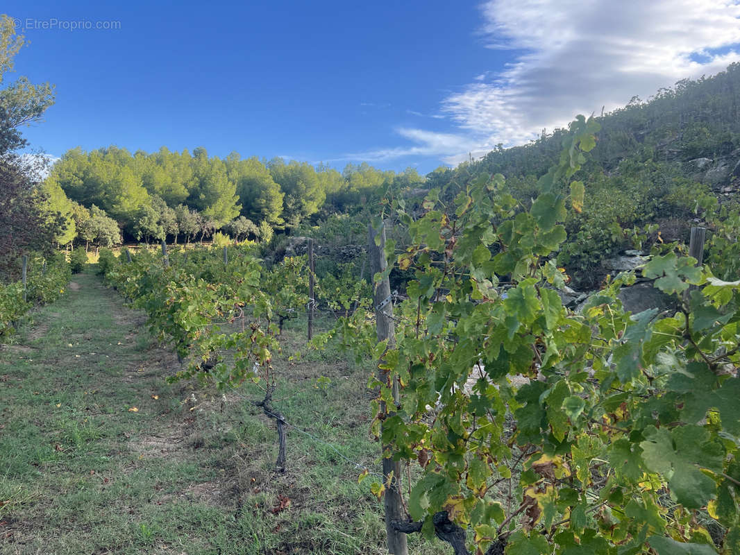 Terrain à COLLIOURE