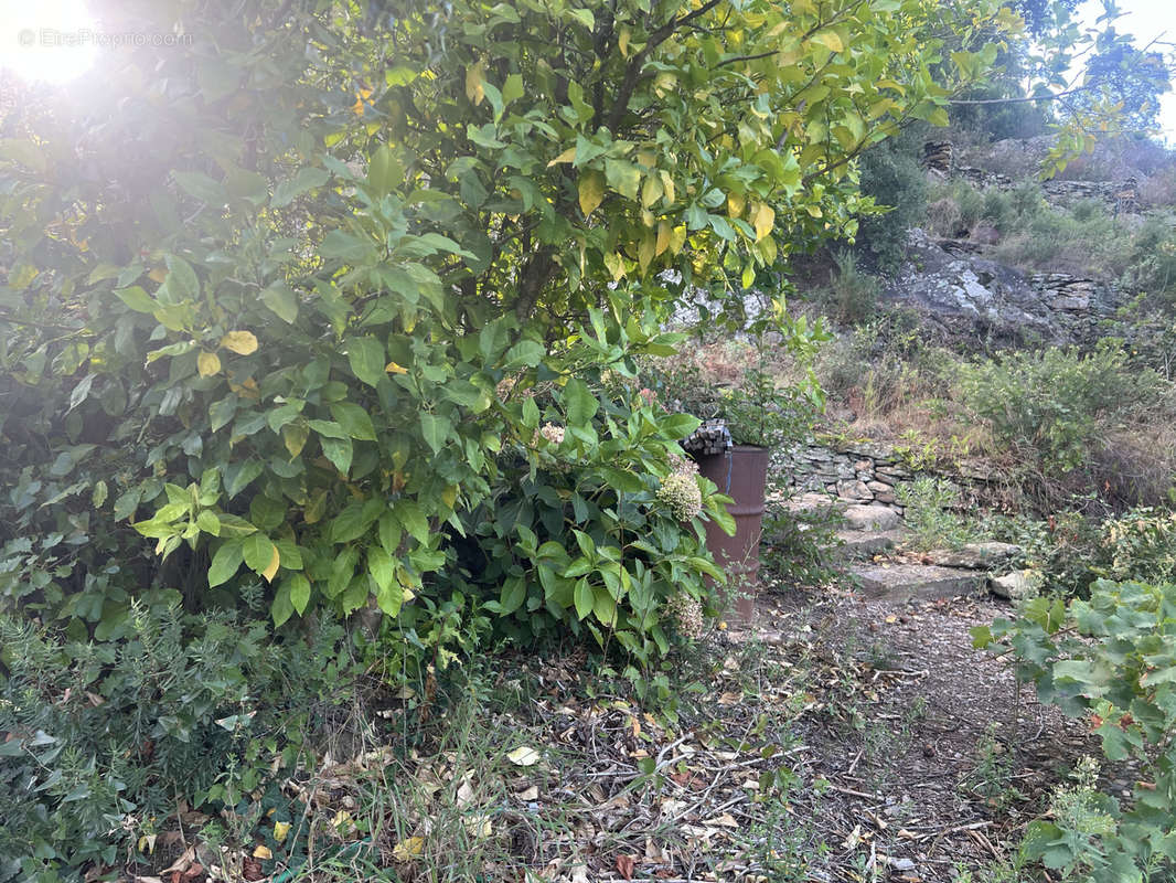 Terrain à COLLIOURE