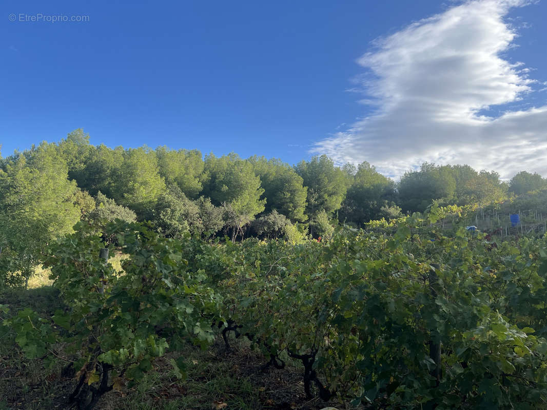 Terrain à COLLIOURE