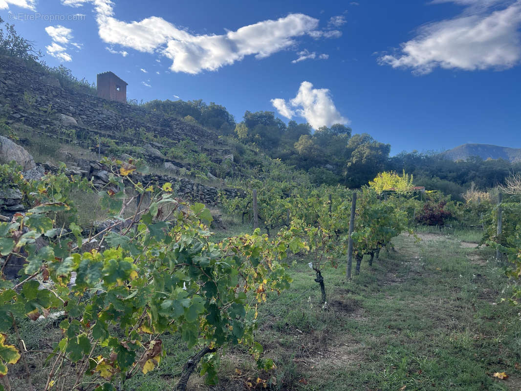 Terrain à COLLIOURE