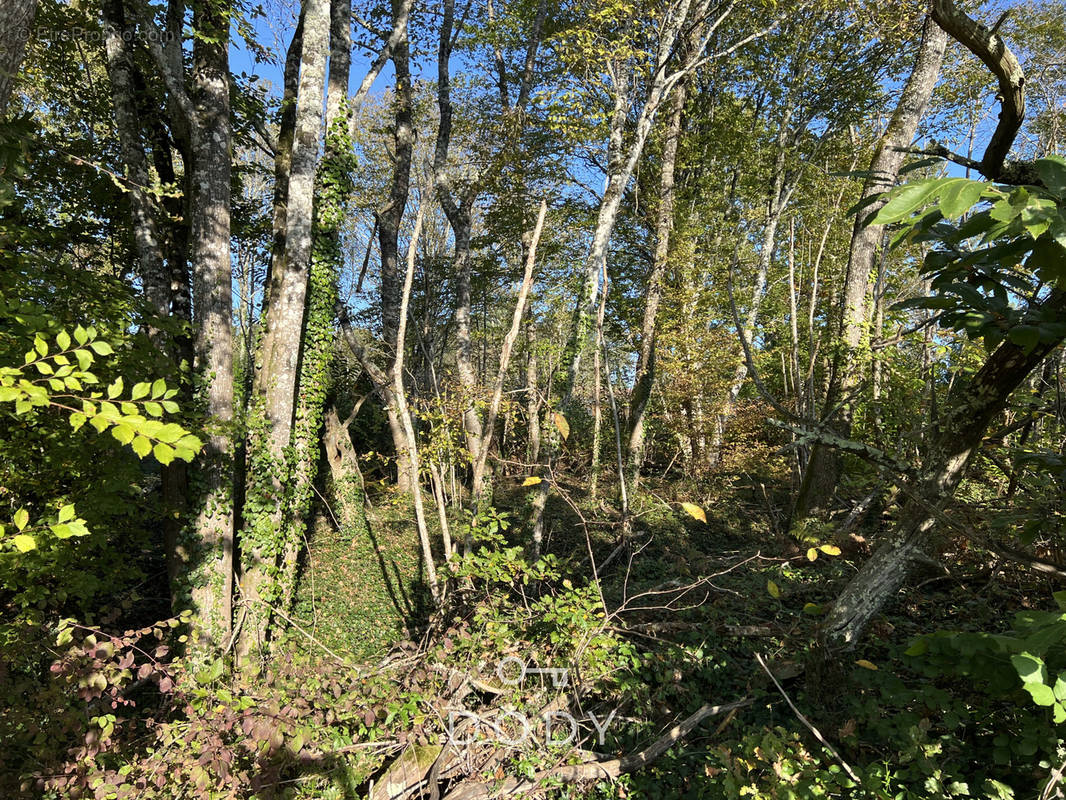 Terrain à MAURENS