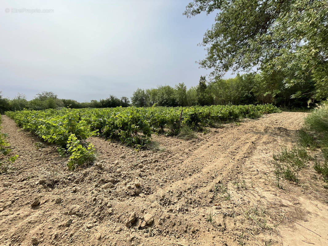 Terrain à SIGEAN