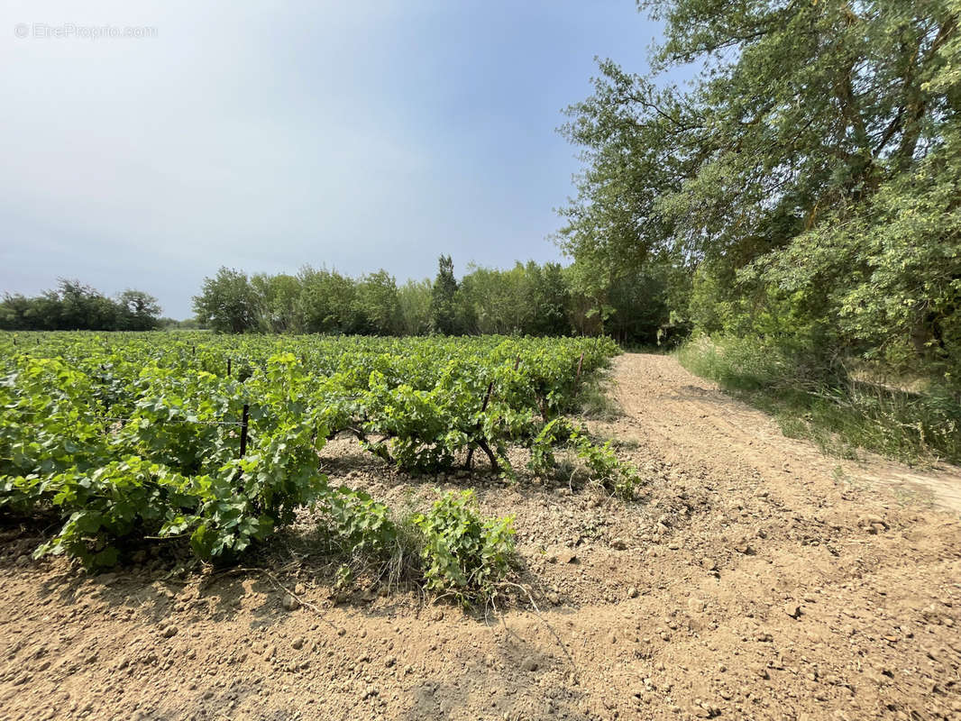 Terrain à SIGEAN