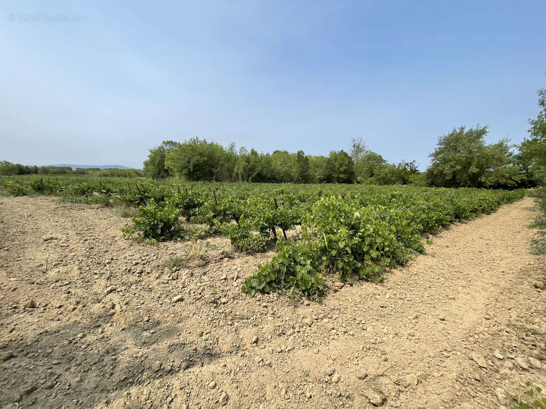 Terrain à SIGEAN