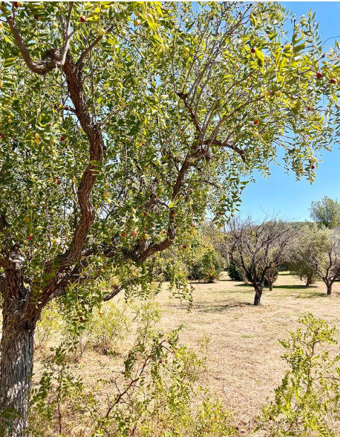 Terrain à CEYRESTE