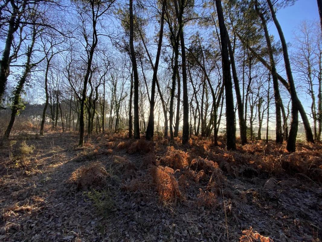 Terrain à SAINT-CHRISTOLY-DE-BLAYE