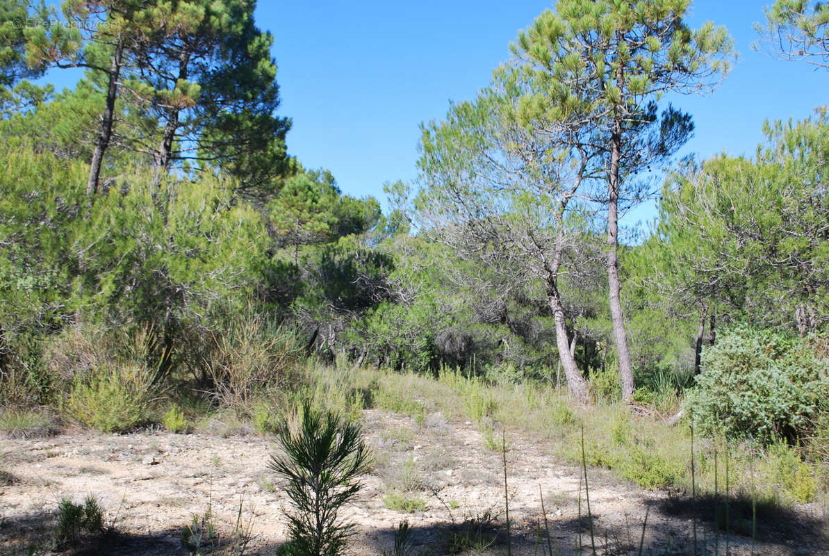 Terrain à SALERNES