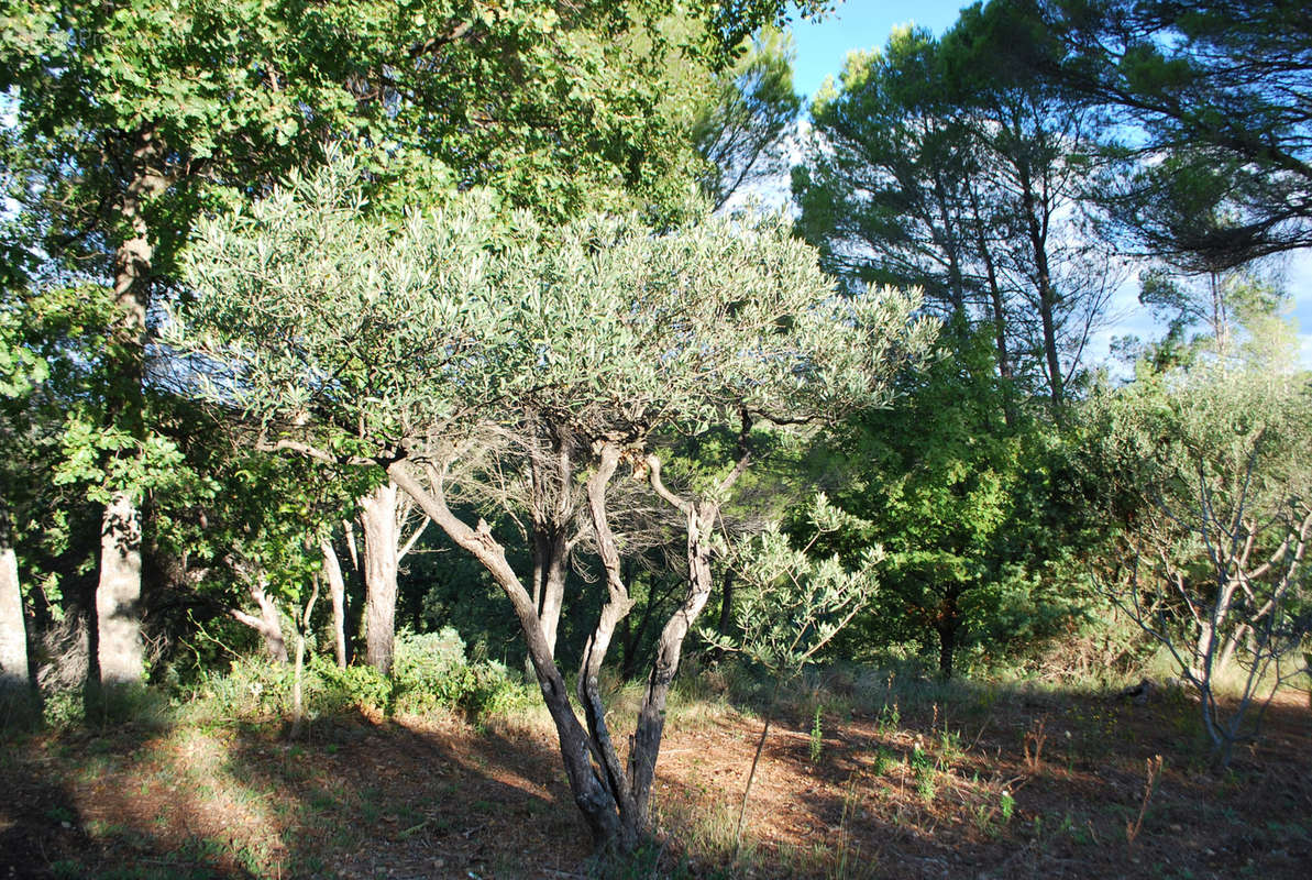 Terrain à SALERNES