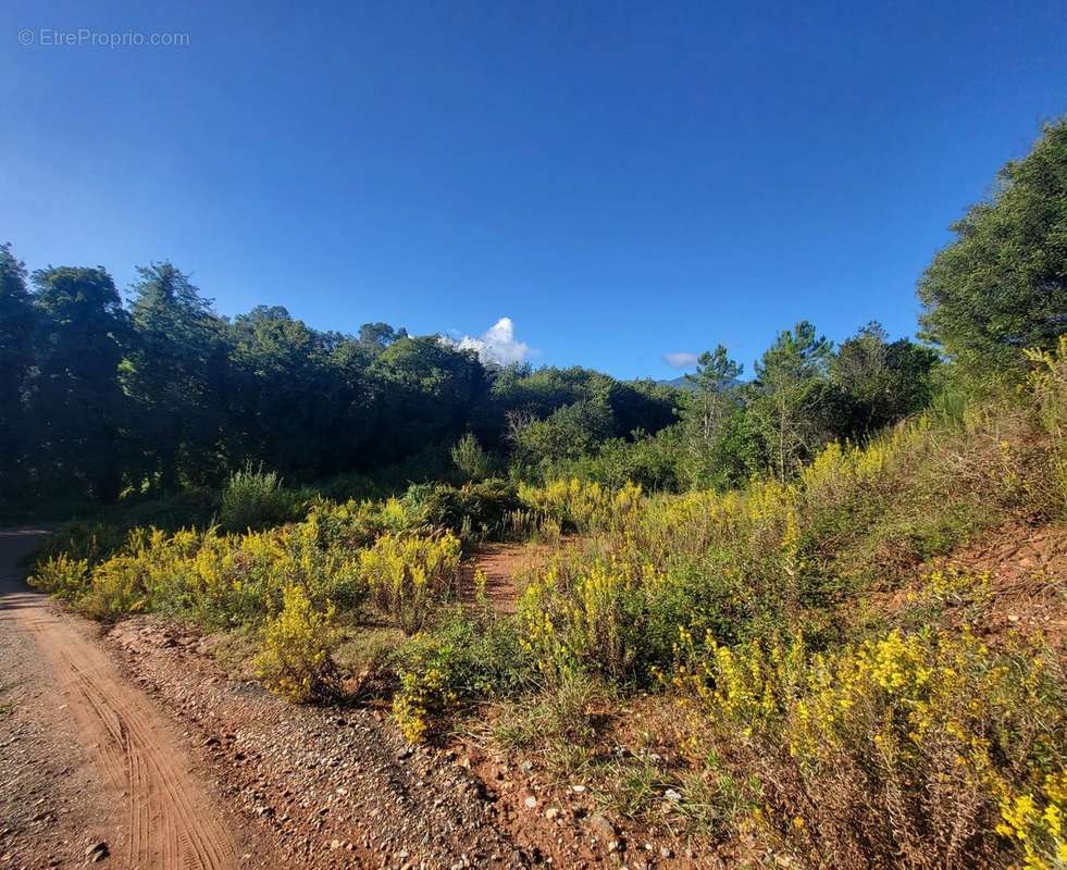 Terrain à POGGIO-MEZZANA