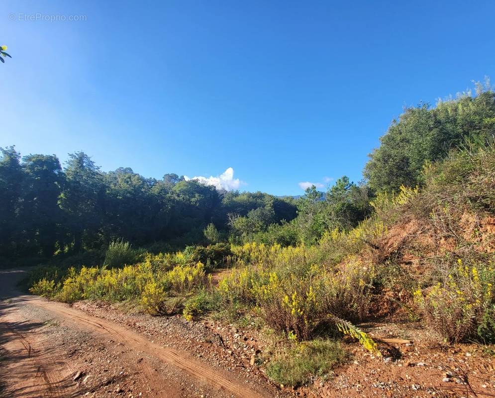 Terrain à POGGIO-MEZZANA