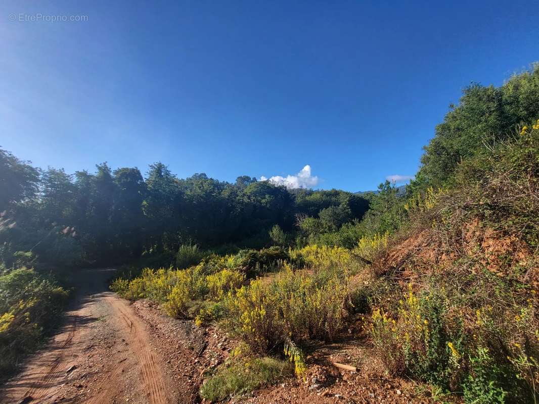 Terrain à POGGIO-MEZZANA