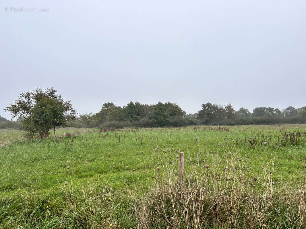 Terrain à LE LOROUX-BOTTEREAU