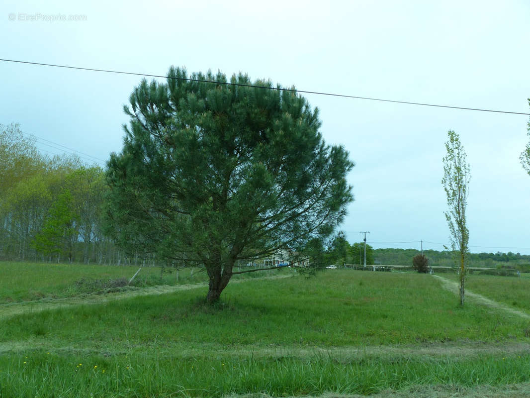 Terrain à CHENAUD