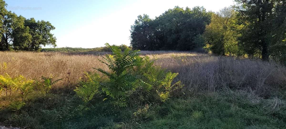 Terrain à MONTAIGU-DE-QUERCY