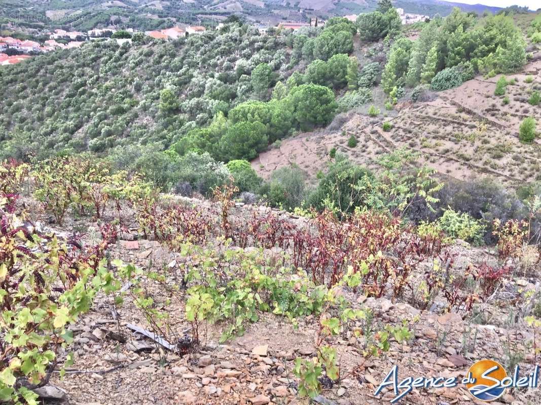 Terrain à BANYULS-SUR-MER