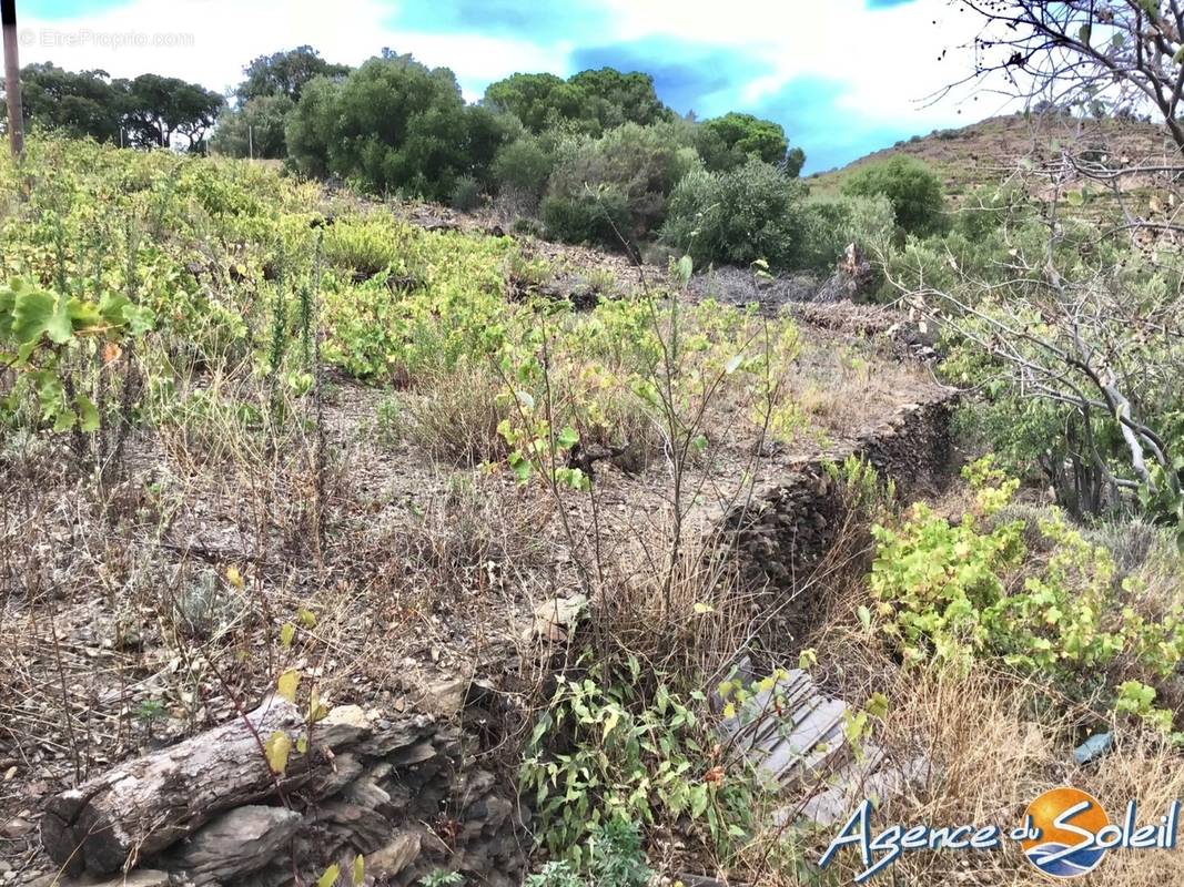 Terrain à BANYULS-SUR-MER