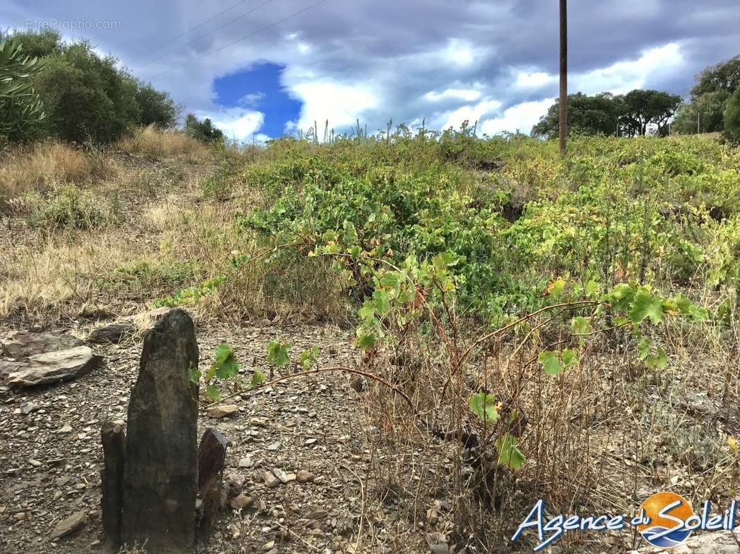 Terrain à BANYULS-SUR-MER