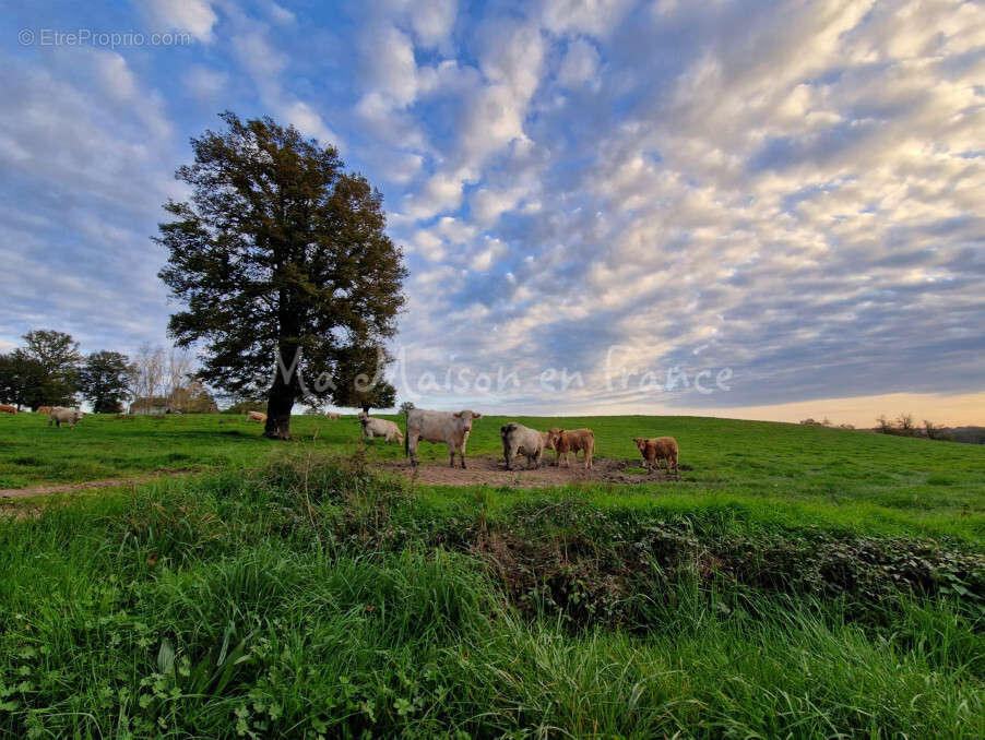 Terrain à MURAT