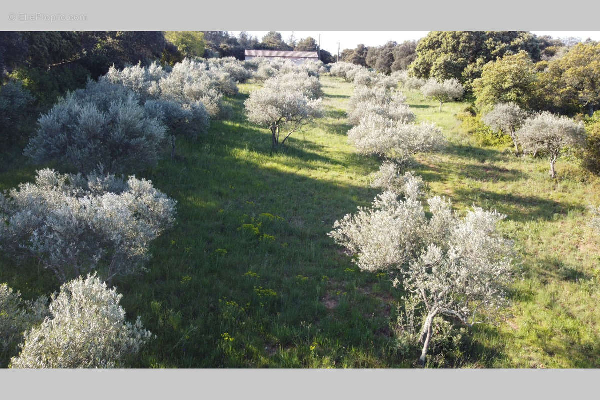 Terrain à SAINT-SIFFRET