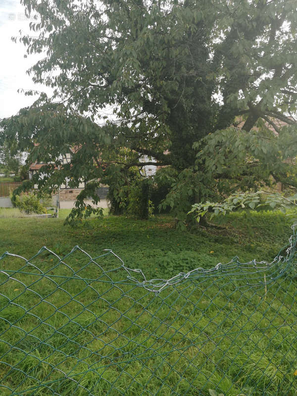 Terrain à SURBOURG