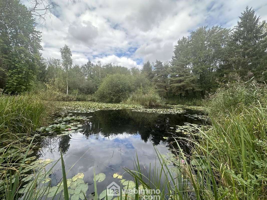 Vous serez séduits par la diversité des poissons - Terrain à MERLIEUX-ET-FOUQUEROLLES