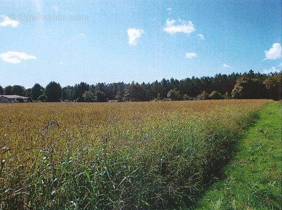 Terrain à CAMPAGNE