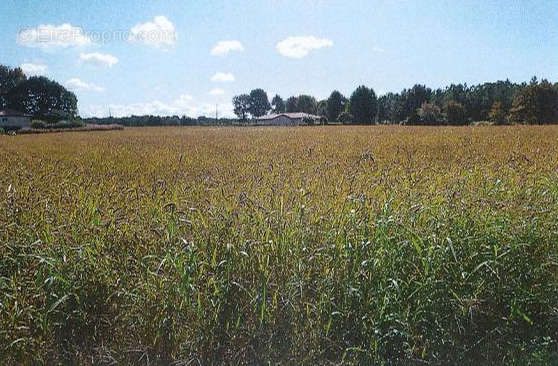 Terrain à CAMPAGNE