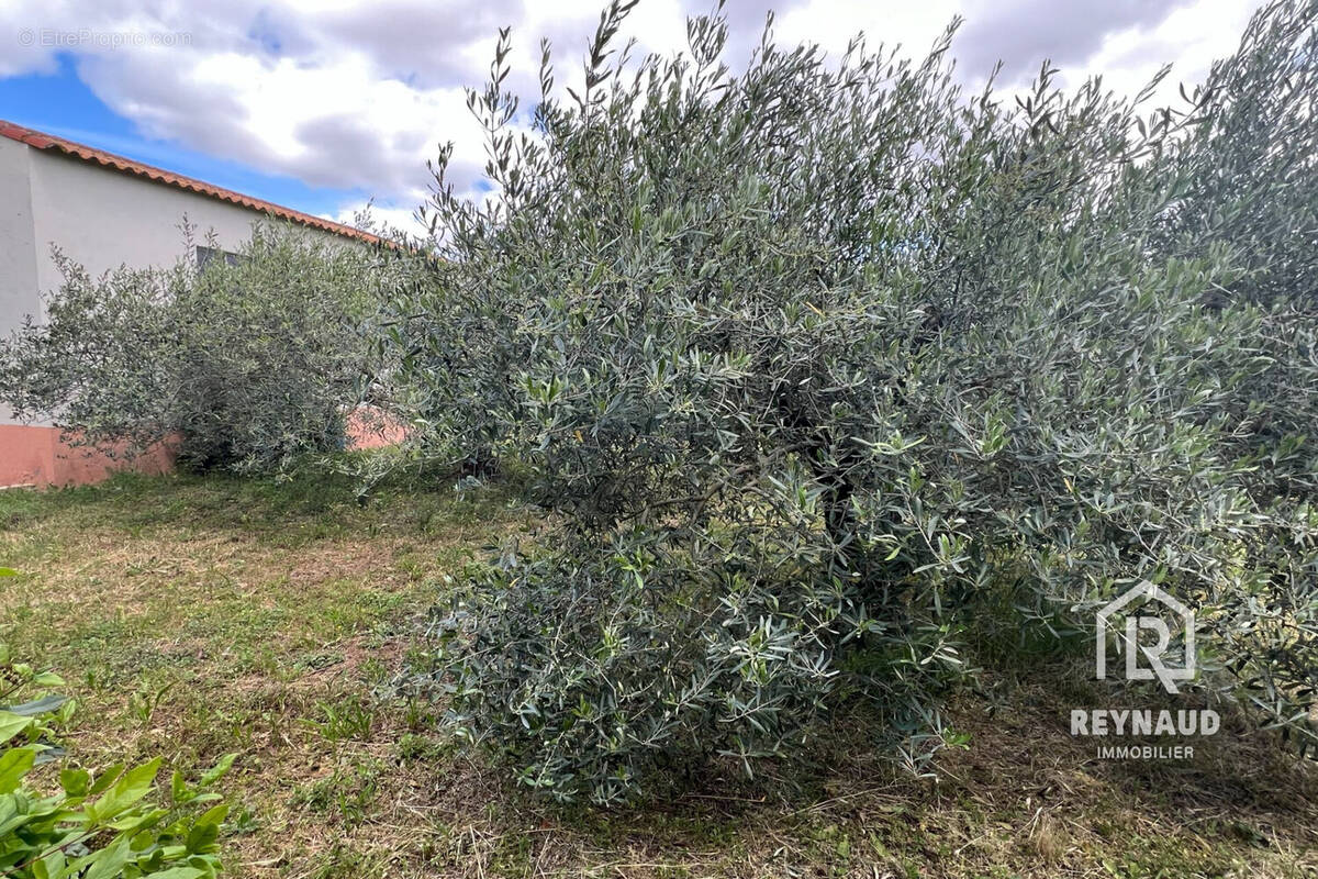 Terrain à CANET