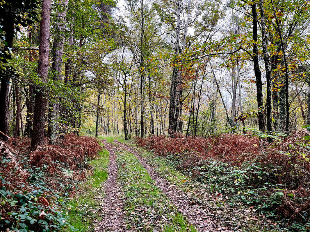 Terrain à LIGNY-LE-RIBAULT