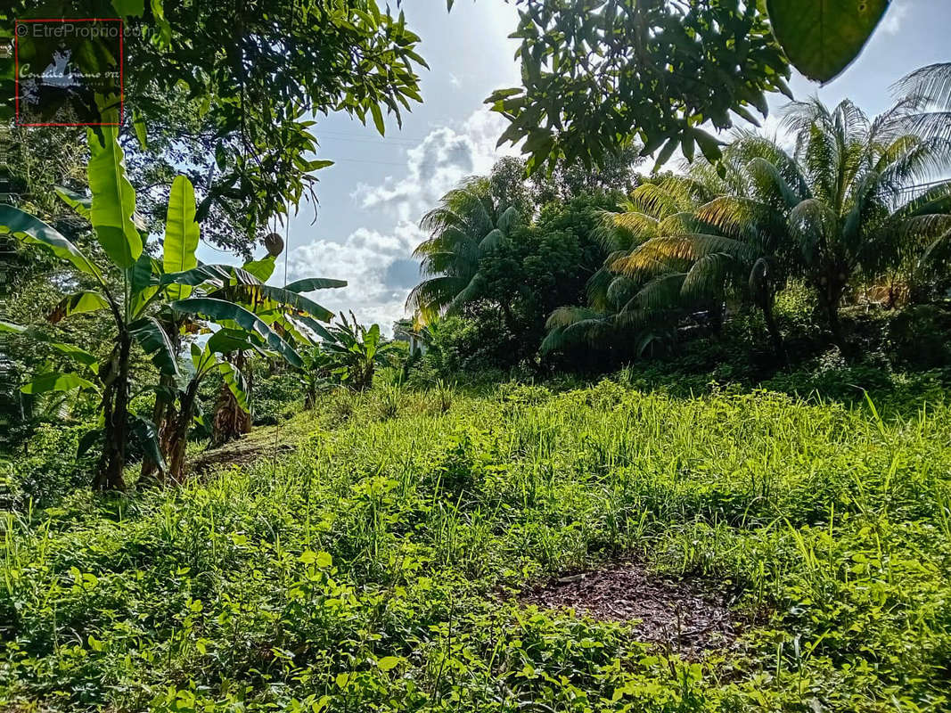 Terrain à RIVIERE-SALEE