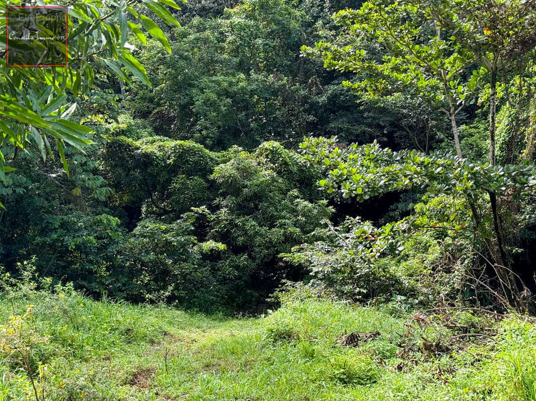 Terrain à RIVIERE-SALEE