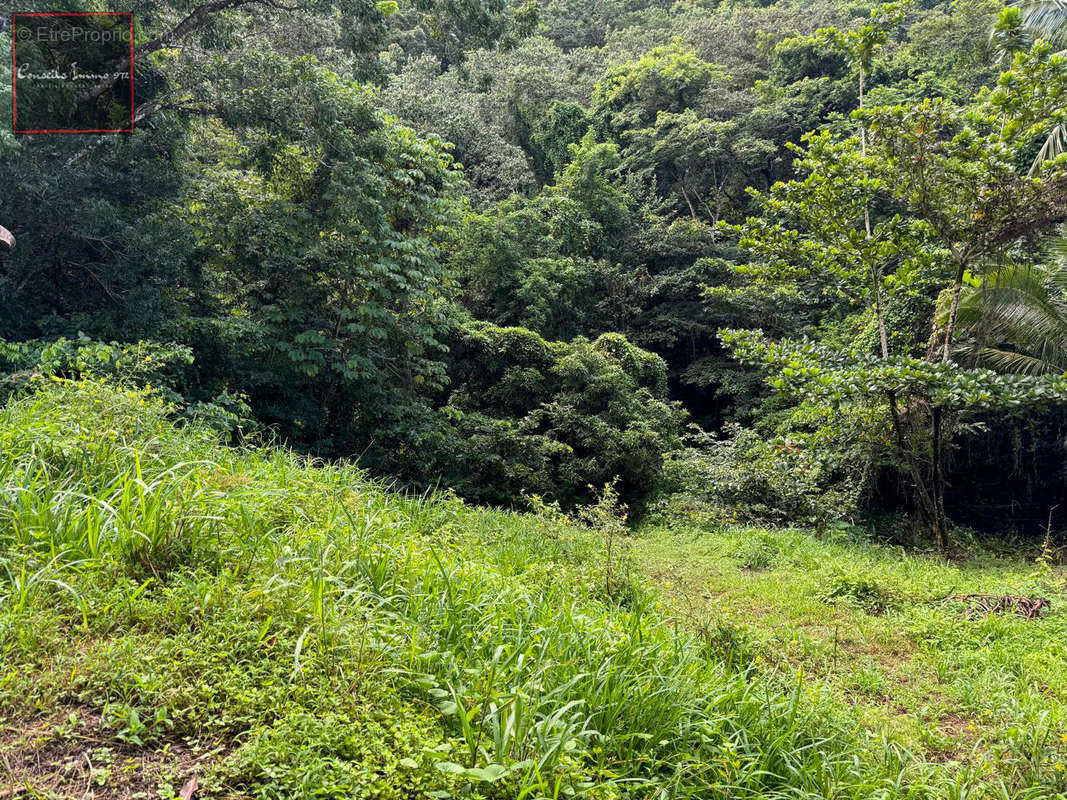 Terrain à RIVIERE-SALEE