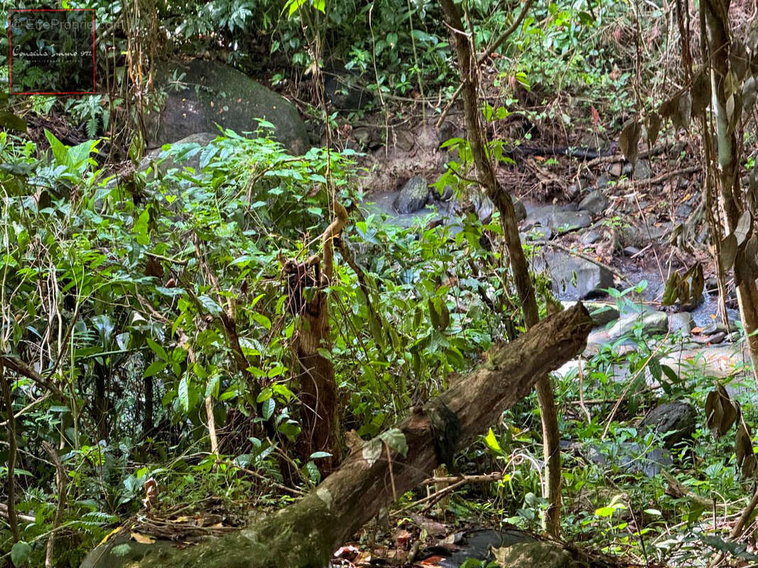 Terrain à RIVIERE-SALEE