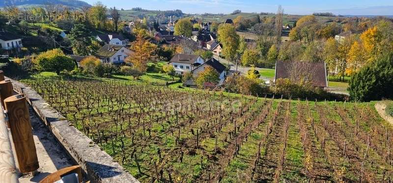 Terrain à ARBOIS