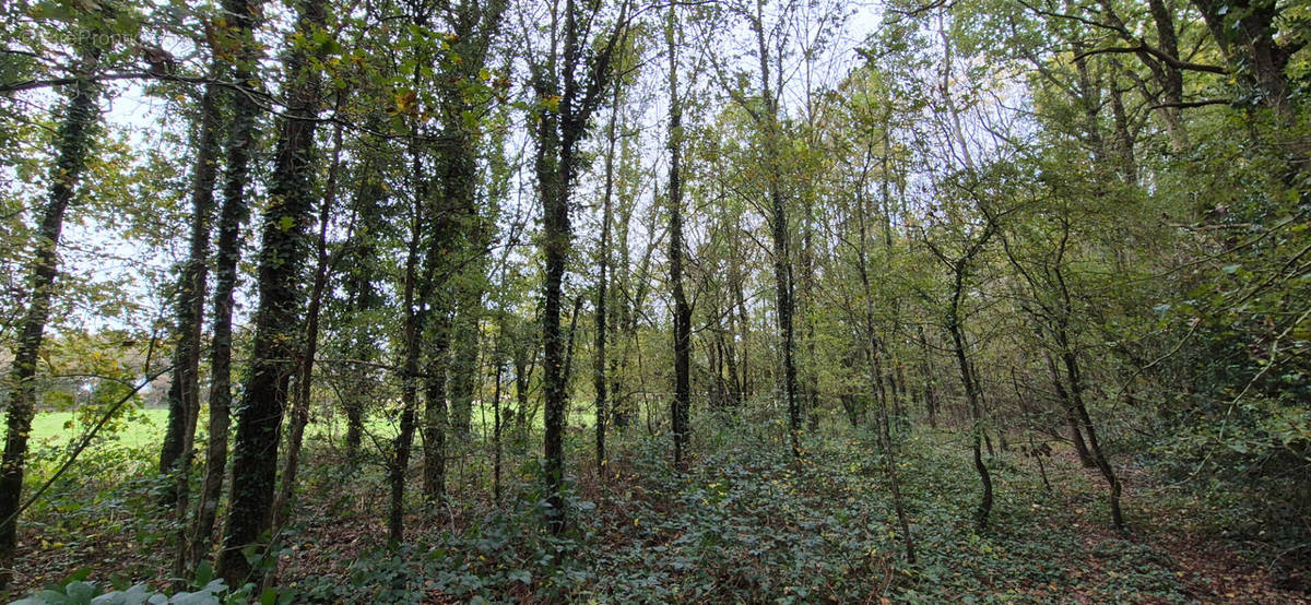 Terrain à SAINT-DENIS-LA-CHEVASSE