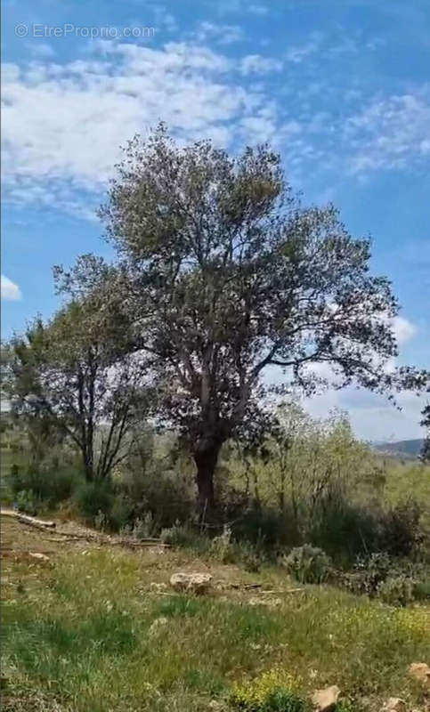 Terrain à SAINT-CEZAIRE-SUR-SIAGNE