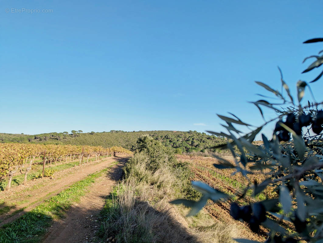 Terrain à MURVIEL-LES-BEZIERS